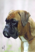 CH. Vincenzo's king des Zé de Philoctête