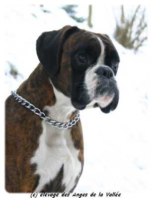 Vladimir's king des Zé de Philoctête