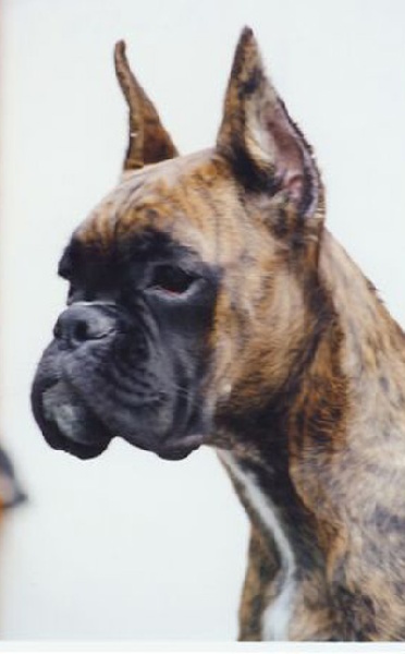 Saphôo des Zé de Philoctête