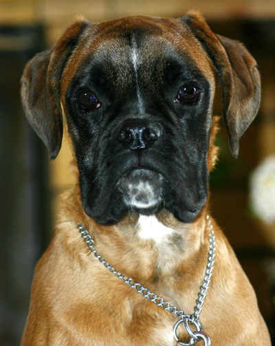 Vulkano's king des Zé de Philoctête