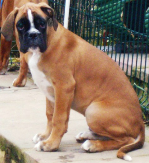 Don corléonne'king des Zé de Philoctête